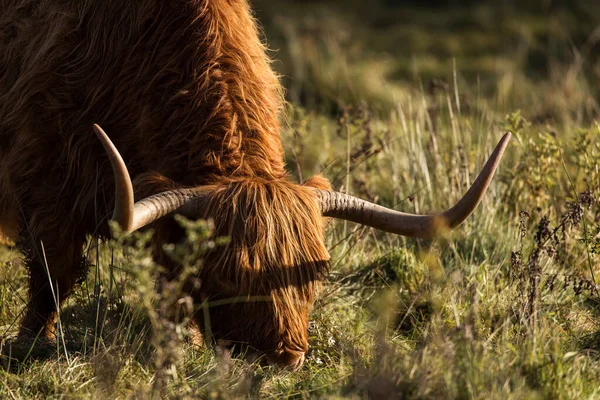 Vaca Montañosa Peluda Isla Skye Scotlan —  Fotos de Stock