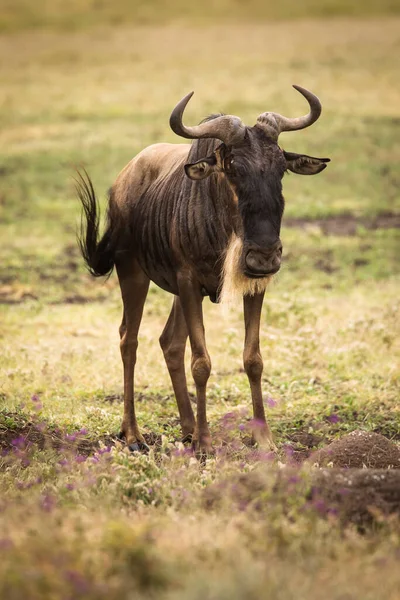 Einzelnes Gnu Während Einer Safari Serengeti Nationalpark Tansania Wilde Natur — Stockfoto