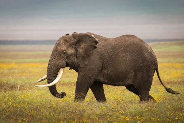 Slon Jedl Trávu Během Safari Národním Parku Ngorongoro Tanzanii Kolem — Stock fotografie