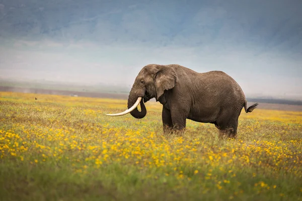 Slon Jedl Trávu Během Safari Národním Parku Ngorongoro Tanzanii Kolem — Stock fotografie