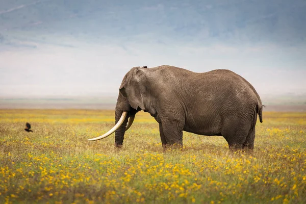 Słoń Jedzący Trawę Podczas Safari Parku Narodowym Ngorongoro Tanzania Piękne — Zdjęcie stockowe
