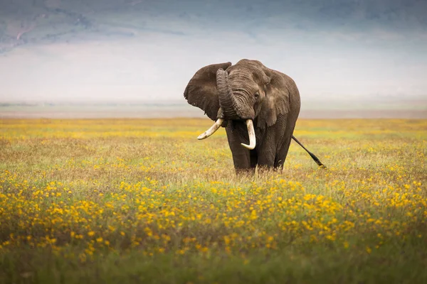 在坦桑尼亚恩戈隆戈罗国家公园的狩猎活动中 大象正在吃草 他周围美丽的黄色花朵 非洲的野生性质 — 图库照片