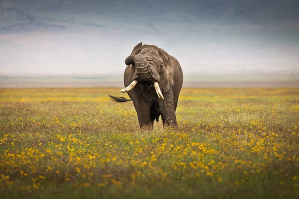 Ngorongoro Tanzanya Daki Ulusal Park Safari Sırasında Yiyen Bir Fil — Stok fotoğraf