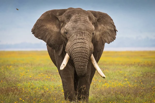 Elefante Comiendo Hierba Durante Safari Parque Nacional Ngorongoro Tanzania Hermosas — Foto de Stock