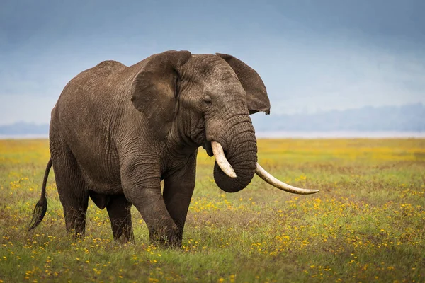 Elefante Che Mangia Erba Durante Safari Nel Parco Nazionale Ngorongoro — Foto Stock