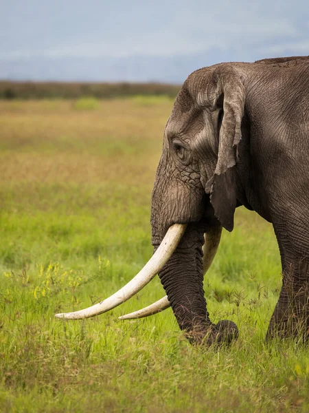 Slon Jedí Trávu Během Safari Národním Parku Ngorongoro Tanzanie Divoká — Stock fotografie