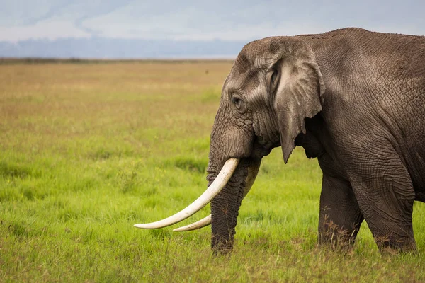 Slon Jedí Trávu Během Safari Národním Parku Ngorongoro Tanzanie Divoká — Stock fotografie