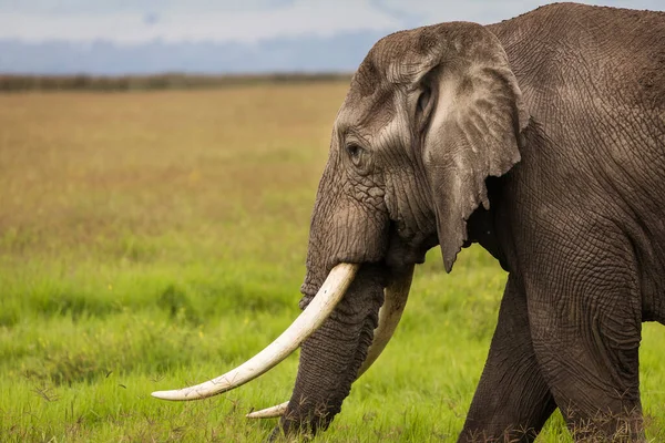 Slon Jedí Trávu Během Safari Národním Parku Ngorongoro Tanzanie Divoká — Stock fotografie
