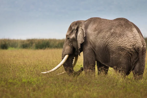 在坦桑尼亚恩戈隆戈罗国家公园的狩猎活动中 大象正在吃草 — 图库照片