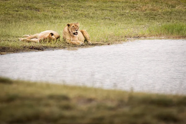 Dos Leonas Descansando Hierba Cerca Lago Durante Safari Parque Nacional — Foto de Stock
