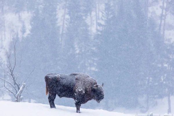 Bison Aurochs Winter Season Habitat Beautiful Snowing Stock Image