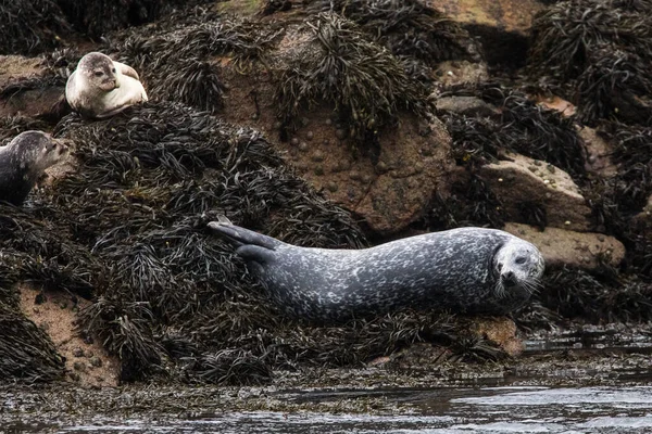 Шотландії Тюлень Порт Стоїть Великому Ліжечку Морських Водоростей Ліцензійні Стокові Фото