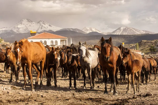 Cavalos Selvagens Capadócia Pôr Sol Com Belas Areias Correndo Guiado — Fotografia de Stock