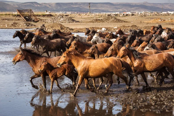 Kuda Liar Dari Kapadokia Saat Matahari Terbenam Dengan Pasir Yang — Stok Foto