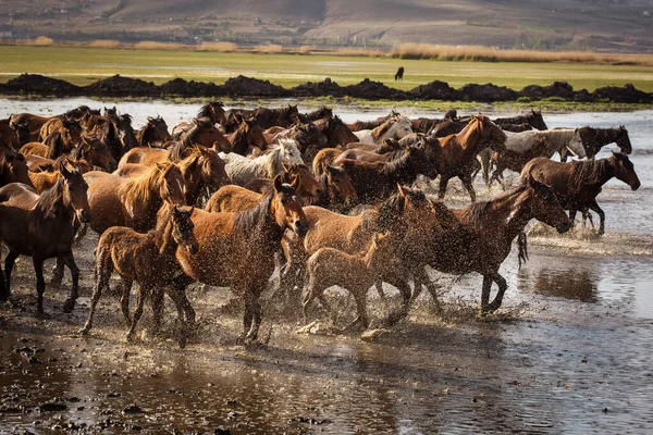 Cavalos Selvagens Capadócia Pôr Sol Com Belas Areias Correndo Guiado — Fotografia de Stock