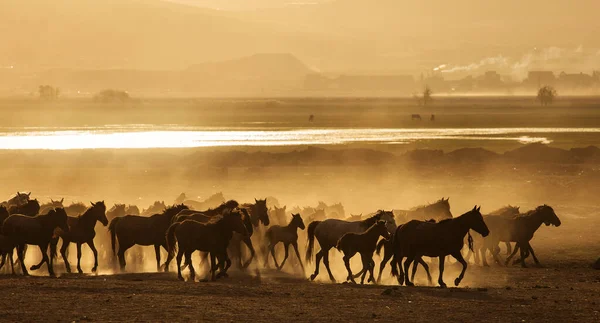 Дикі Коні Каппадокії Заході Сонця Прекрасними Пісками Які Бігають Керуються — стокове фото