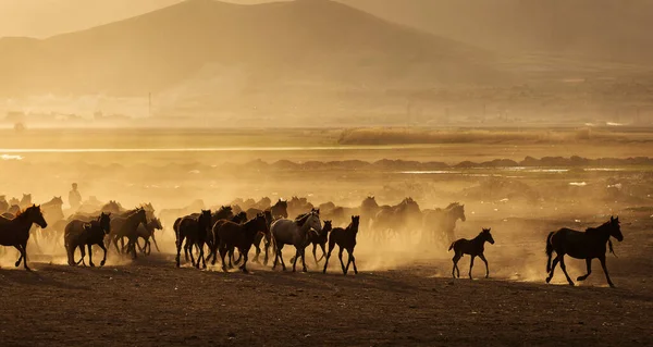 Divocí Koně Cappadocia Při Západu Slunce Krásnými Písky Běh Pod — Stock fotografie