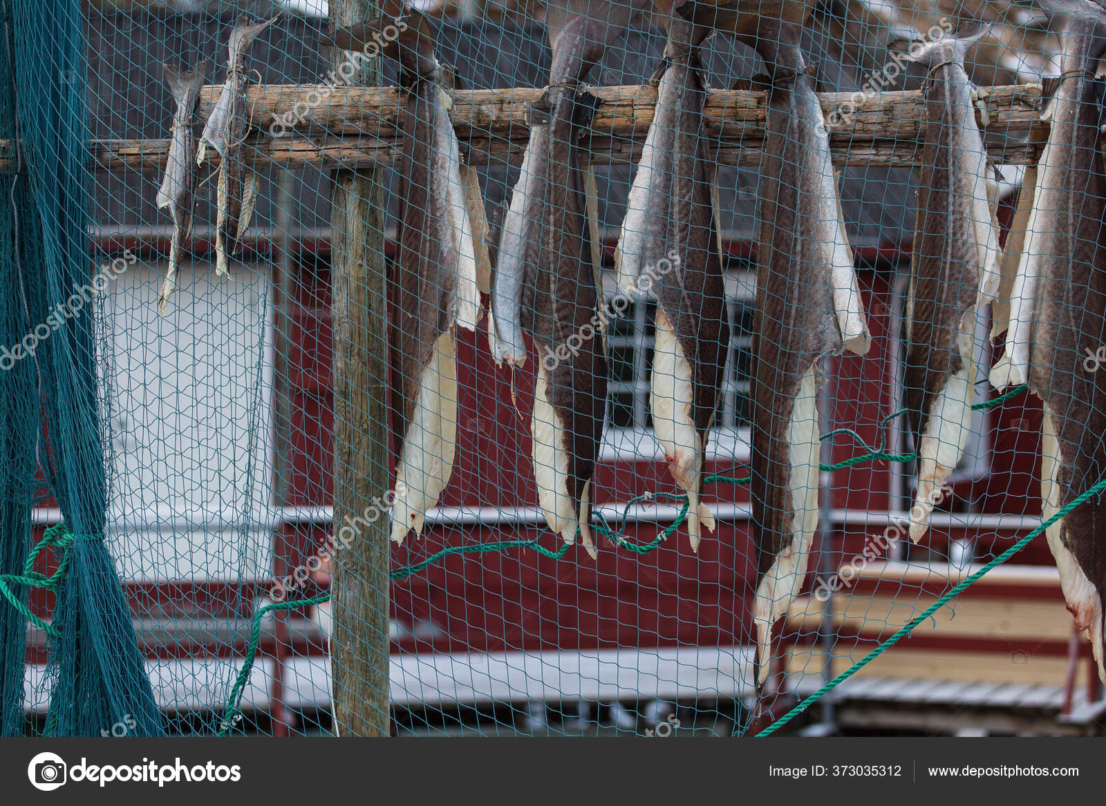 Stockfish Cod Process Stockfish Cod Drying Winter Time Lofoten Islands