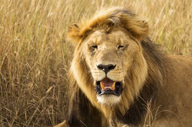 Tanzanya 'daki Serengeti Ulusal Parkı' nda safari sırasında çimlerde dinlenen bir aslanın yakın çekimi. Afrika 'nın vahşi doğası