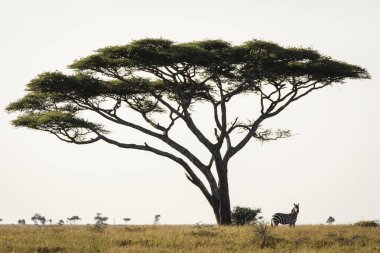 Serengeti Ulusal Parkı 'ndaki güzel manzarada Afrika zebrası. Tanzanya 'da. Afrika 'nın vahşi doğası. Sırt grubunda tek bir akasya ağacı