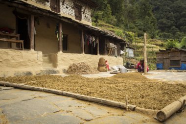 Nepal Köyü - 14 Kasım 2017. İnsanlar bütün gün pirinç tarlasında çalışıyor. Pirinç Nepal 'in ana gıdalarından biridir..
