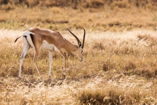 Zbliżenie Obrazu Impala Wykonane Safari Znajduje Się Tarangire Park Narodowy — Zdjęcie stockowe