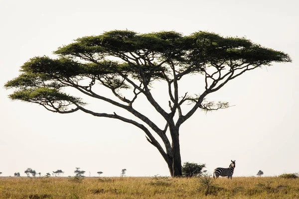 Zèbre Africain Beau Paysage Dans Parc National Serengeti Tanzanie Nature — Photo