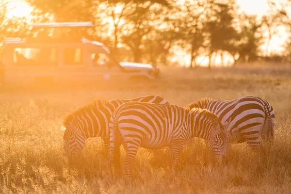 African Zebras Beautiful Landscape Sunrise Safari Serengeti National Park Tanzania — Stock Photo, Image