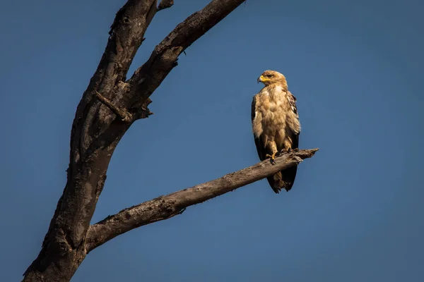 Habicht Ruht Auf Einem Baum Serengeti Nationalpark Tansania Während Einer — Stockfoto