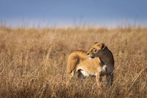 Primer Plano Una Leona Descansando Césped Durante Safari Parque Nacional — Foto de Stock