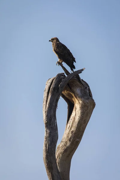 Γεράκι Αναπαύεται Ένα Δέντρο Στο Εθνικό Πάρκο Serengeti Στην Τανζανία — Φωτογραφία Αρχείου