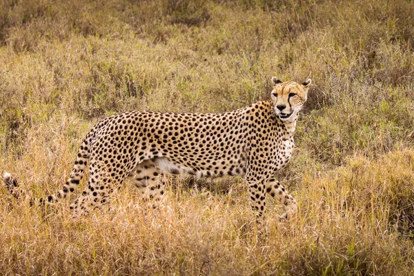 Cheetah Grama Durante Safari Parque Nacional Serengeti Tanzânia Natureza Selvagem — Fotografia de Stock