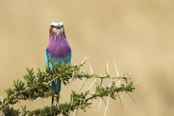 Rolo Colorido Peito Lilás Sentado Árvore Durante Safári Parque Nacional — Fotografia de Stock