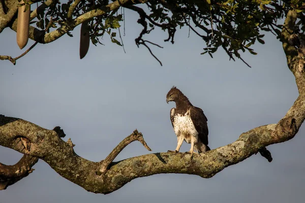 Habicht Ruht Auf Einem Baum Serengeti Nationalpark Tansania Während Einer — Stockfoto