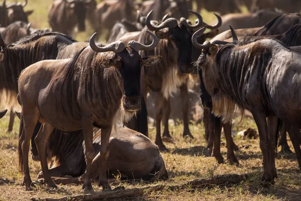 Eine Gruppe Gnus Während Einer Safari Serengeti Nationalpark Tansania Wilde — Stockfoto