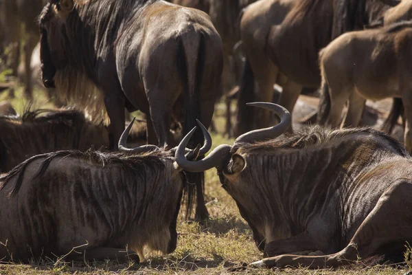 Eine Gruppe Gnus Während Einer Safari Serengeti Nationalpark Tansania Wilde — Stockfoto