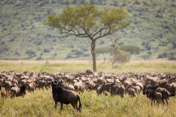 Wanderung Der Gnus Während Einer Safari Serengeti Nationalpark Tansania Wilde — Stockfoto