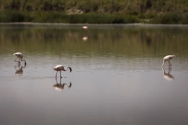 Group Flamingo Birds Safari Serengeti National Park Tanzania Wild Nature — Stock Photo, Image