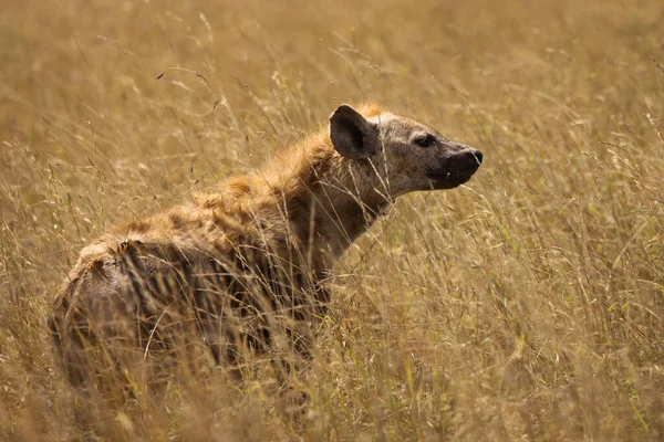 Hyena Στο Γρασίδι Κατά Διάρκεια Σαφάρι Στο Εθνικό Πάρκο Serengeti — Φωτογραφία Αρχείου