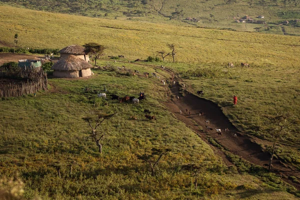 Villaggio Masai Nel Cratere Ngorongoro Piccole Capanne Masai Nella Savana — Foto Stock