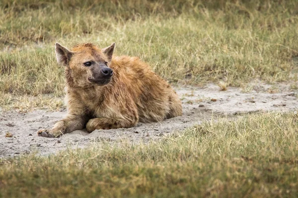 Hiena Hierba Durante Safari Parque Nacional Serengeti Tanzania Naturaleza Salvaje — Foto de Stock