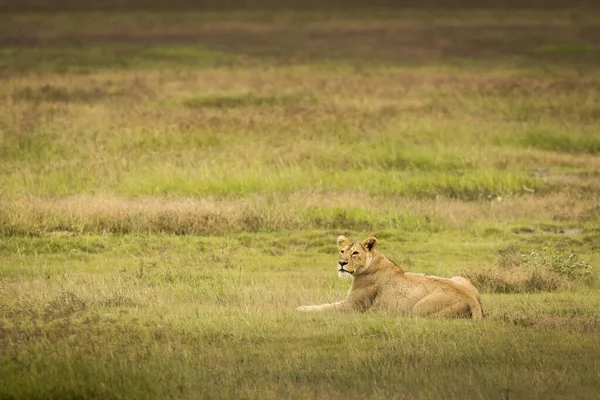 Leona Descansando Césped Durante Safari Parque Nacional Ngorongoro Tanzania Naturaleza — Foto de Stock