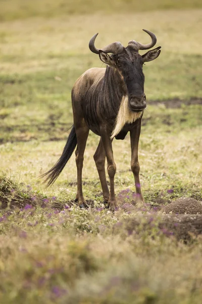 Una Sola Bestia Salvaje Durante Safari Parque Nacional Serengeti Tanzania — Foto de Stock