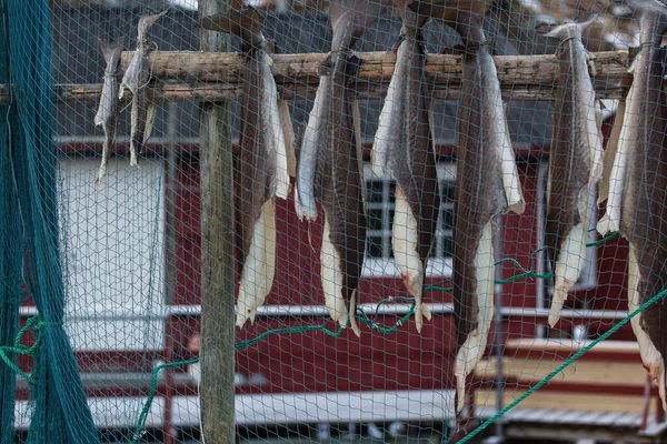 Állományhal Tőkehal Állományok Tőkehalainak Szárítási Folyamata Télen Lofoten Szigeteken Norvégia — Stock Fotó