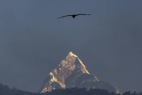 Орел Літає Над Священною Горою Гімалаї Вершина Мачапучара Непал — стокове фото