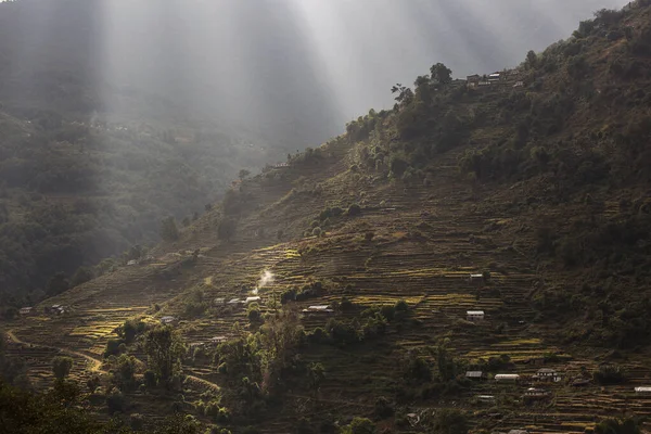 Gyönyörű Rizsföldek Kirándulni Annapurna Cirquit Nepál — Stock Fotó