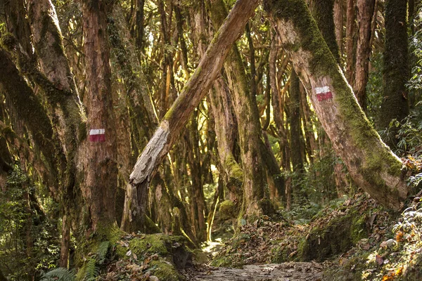 Bellissimo Paesaggio Con Foresta Durante Trekking Nelle Montagne Dell Himalaya — Foto Stock