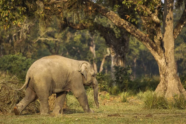 Elefante Bebê Chitwan Park Nepal — Fotografia de Stock