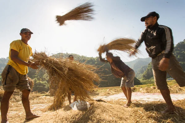 2017 논에서 일하는 사람들이 있습니다 가운데 하나는 쌀이다 — 스톡 사진