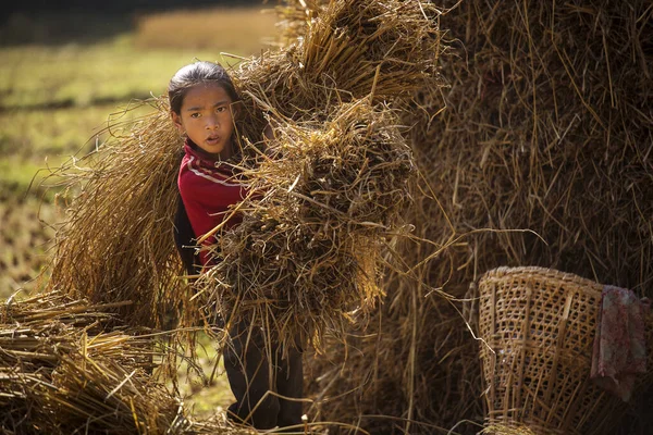 Деревня Непал Ноября 2017 Года Люди Работают Рисовом Поле Течение — стоковое фото